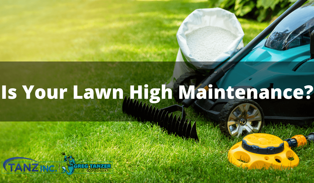 Is your lawn high maintenance?