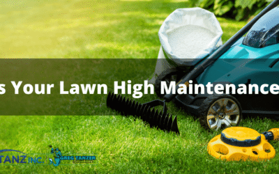 Is Your Lawn High Maintenance?